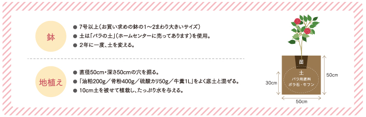 バラの植え替え方法