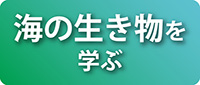 海の生き物を学ぶ