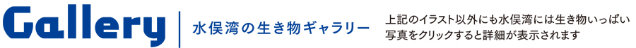 ギャラリーについて