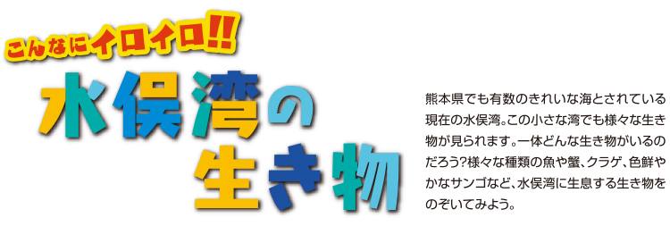 水俣湾の生き物説明